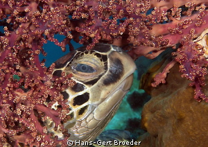 Green  Turtle
Who's there ?
Bunaken,Sulawesi,Indonesia,... by Hans-Gert Broeder 